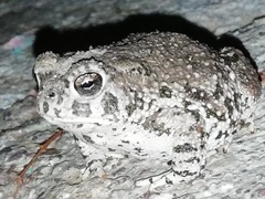 Anaxyrus compactilis