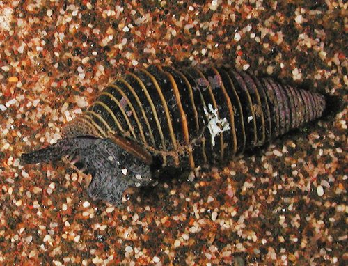 Turridrupa bijubata observed 2007-04-22
