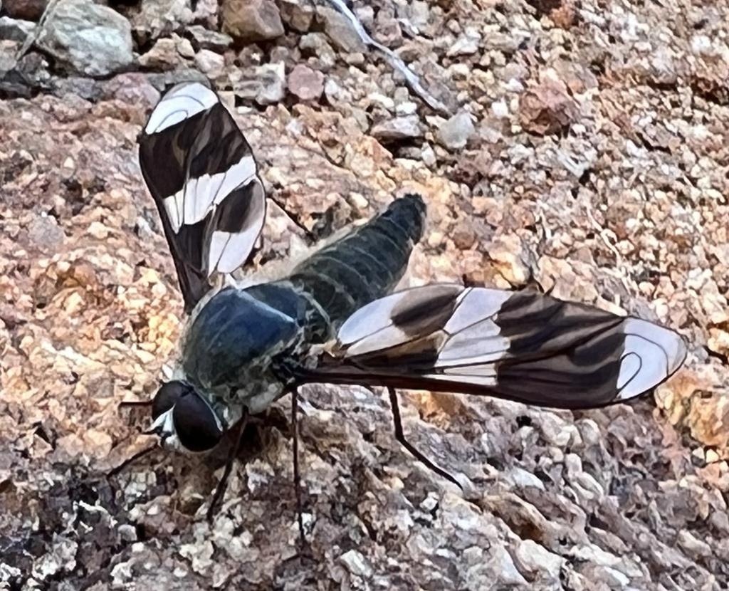 Comptosia nitella