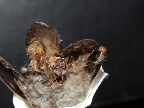 Lesser false vampire bat