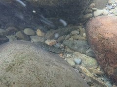 Sicyopterus japonicus