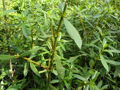 Hygrophila lacustris