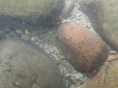 Sicyopterus japonicus
