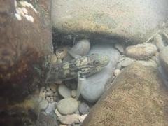 Rhinogobius formosanus