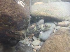 Rhinogobius formosanus