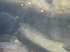 Sicyopterus japonicus
