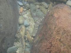 Sicyopterus japonicus