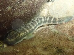 Sicyopterus japonicus