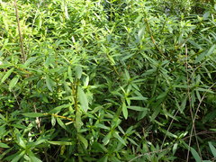 Hygrophila lacustris