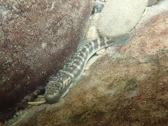Sicyopterus japonicus