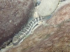Sicyopterus japonicus