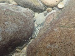Sicyopterus japonicus