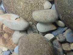 Sicyopterus japonicus