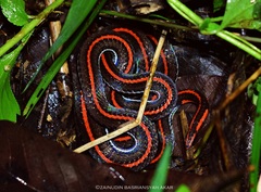 Calliophis intestinalis