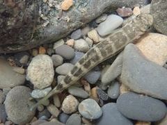Sicyopterus japonicus