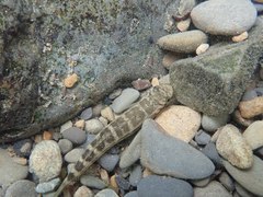 Sicyopterus japonicus