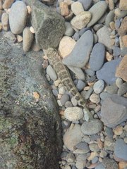 Sicyopterus japonicus