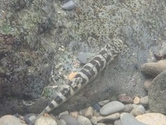 Sicyopterus japonicus