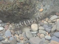 Sicyopterus japonicus