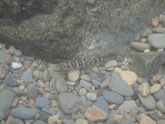 Sicyopterus japonicus