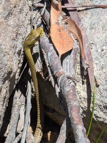 Common Tree Snake sighting