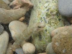 Rhinogobius formosanus