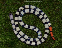 Calliophis intestinalis