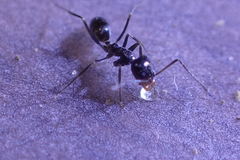 Dorymyrmex insanus