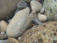 Rhinogobius formosanus