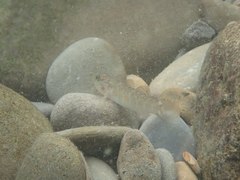Rhinogobius formosanus