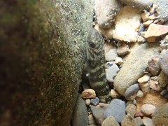 Sicyopterus japonicus