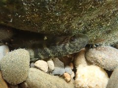 Sicyopterus japonicus