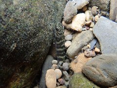 Sicyopterus japonicus