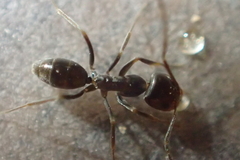 Dorymyrmex insanus