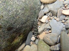 Sicyopterus japonicus