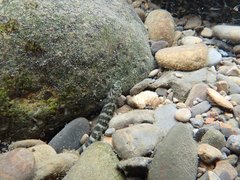 Sicyopterus japonicus