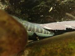 Sicyopterus japonicus