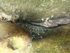 Sicyopterus japonicus