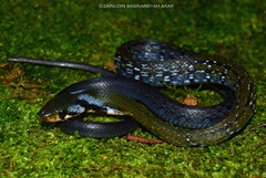 Coelognathus flavolineatus