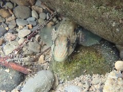 Rhinogobius