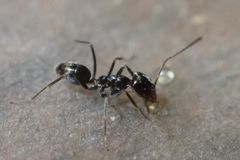 Dorymyrmex insanus
