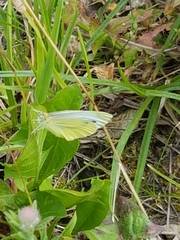 Pieris napi