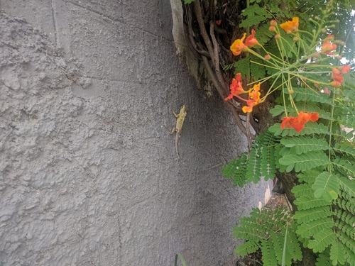 Calotes goetzi