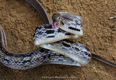 Coelognathus radiatus