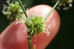 Juncus scirpoides