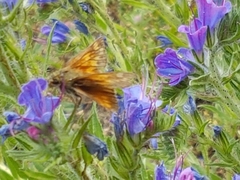 Ochlodes sylvanus