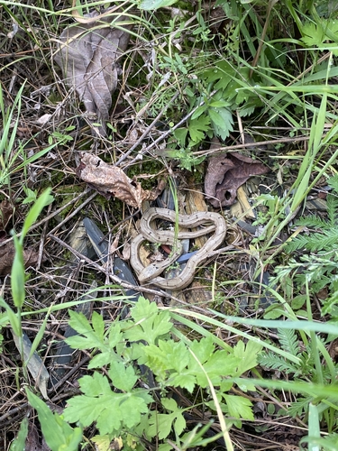 King Ratsnake