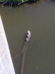 Actinemys marmorata pallida