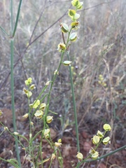 Streptanthus polygaloides