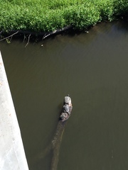 Actinemys marmorata pallida